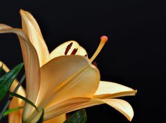 Samolepka flie 270 x 200  pistils d iris, 270 x 200 cm
