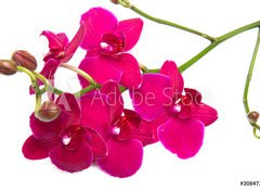 Fototapeta vliesov 100 x 73, 30847359 - orchidea su sfondo bianco