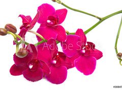 Fototapeta pltno 330 x 244, 30847359 - orchidea su sfondo bianco