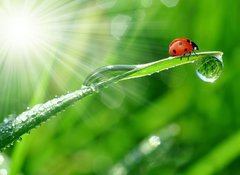 Samolepka flie 100 x 73, 30860001 - fresh morning dew and ladybird