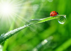 Fototapeta vliesov 100 x 73, 30860001 - fresh morning dew and ladybird