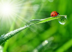 Fototapeta pltno 240 x 174, 30860001 - fresh morning dew and ladybird