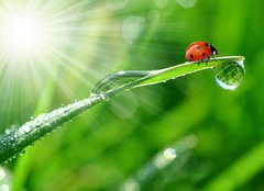 Fototapeta papr 254 x 184, 30860001 - fresh morning dew and ladybird