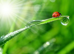 Fototapeta papr 360 x 266, 30860001 - fresh morning dew and ladybird
