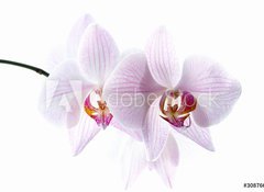 Fototapeta vliesov 100 x 73, 30876639 - pink spotted  orchids isolated on white background