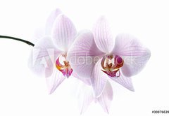 Fototapeta pltno 174 x 120, 30876639 - pink spotted  orchids isolated on white background