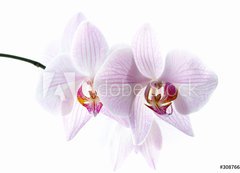 Fototapeta vliesov 200 x 144, 30876639 - pink spotted  orchids isolated on white background - rov skvrnit orchideje izolovanch na blm pozad