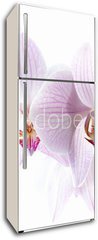 Samolepka na lednici flie 80 x 200, 30876639 - pink spotted  orchids isolated on white background