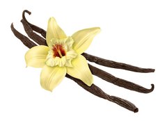 Fototapeta254 x 184  Vanilla Bean and Flower (clipping path), 254 x 184 cm