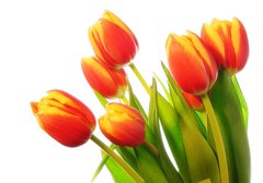 Fototapeta papr 184 x 128, 31031633 - Tulips bouquet