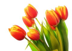 Fototapeta vliesov 200 x 144, 31031633 - Tulips bouquet - Bouquet tulipn