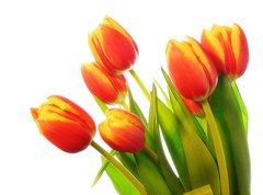 Samolepka flie 270 x 200, 31031633 - Tulips bouquet