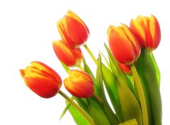 Fototapeta pltno 330 x 244, 31031633 - Tulips bouquet