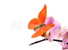 Samolepka flie 100 x 73, 31050009 - Butterfly Appias zarinda zarinda perspicua isolated on white - Motl Appias zarinda zarinda perspicua izolovanch na blm