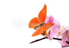 Fototapeta174 x 120  Butterfly Appias zarinda zarinda perspicua isolated on white, 174 x 120 cm