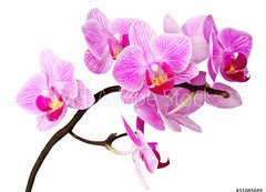 Samolepka flie 200 x 144, 31085689 - isolated orchid