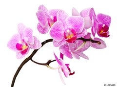 Samolepka flie 270 x 200, 31085689 - isolated orchid - izolovan orchideje