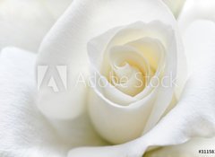 Samolepka flie 100 x 73, 31158130 - Soft white rose - Mkk bl re