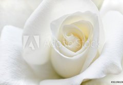 Fototapeta papr 184 x 128, 31158130 - Soft white rose