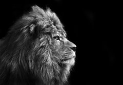 Fototapeta pltno 174 x 120, 31175850 - Stunning facial portrait of male lion on black background in bla