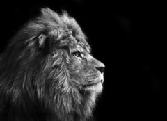 Fototapeta240 x 174  Stunning facial portrait of male lion on black background in bla, 240 x 174 cm