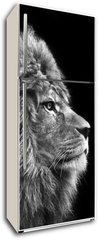 Samolepka na lednici flie 80 x 200  Stunning facial portrait of male lion on black background in bla, 80 x 200 cm