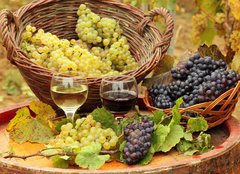 Fototapeta plátno 160 x 116, 31176715 - Wine and Grapes in the Vineyard - Víno a hrozny na Vinici