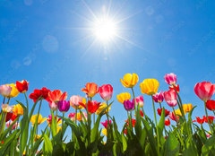 Fototapeta plátno 160 x 116, 31333343 - Tulips in the sun - Tulipány na slunci