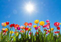 Fototapeta pltno 174 x 120, 31333343 - Tulips in the sun