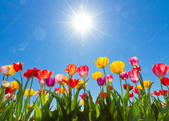 Samolepka fólie 200 x 144, 31333343 - Tulips in the sun - Tulipány na slunci