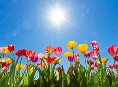 Fototapeta pltno 330 x 244, 31333343 - Tulips in the sun