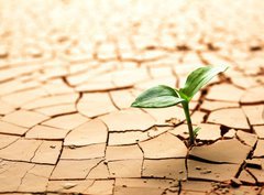 Fototapeta pltno 330 x 244, 31371221 - Plant in dried cracked mud