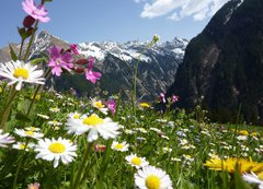 Fototapeta vliesov 200 x 144, 31412665 - Blumenwiese mit Gebirge im Hintergrund