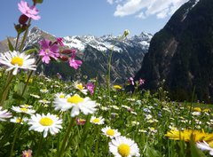 Fototapeta360 x 266  Blumenwiese mit Gebirge im Hintergrund, 360 x 266 cm