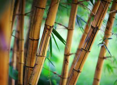 Fototapeta100 x 73  Bamboo forest background, 100 x 73 cm