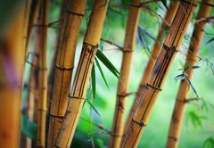 Fototapeta145 x 100  Bamboo forest background, 145 x 100 cm