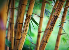 Fototapeta160 x 116  Bamboo forest background, 160 x 116 cm