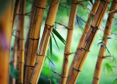 Fototapeta200 x 144  Bamboo forest background, 200 x 144 cm