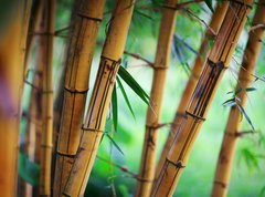 Samolepka flie 270 x 200, 31531267 - Bamboo forest background