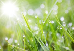 Samolepka flie 145 x 100  sparkling grass, 145 x 100 cm