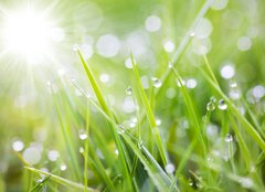 Fototapeta160 x 116  sparkling grass, 160 x 116 cm