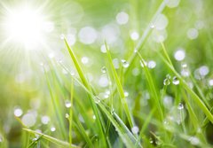 Fototapeta papr 184 x 128, 31545504 - sparkling grass