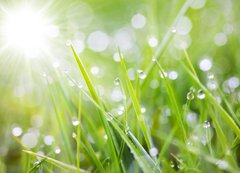 Samolepka flie 200 x 144  sparkling grass, 200 x 144 cm