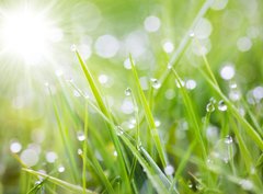 Fototapeta360 x 266  sparkling grass, 360 x 266 cm