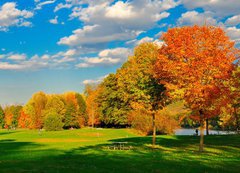 Samolepka flie 200 x 144, 31564363 - Fall foliage and a field. - Pd list a pole.