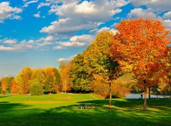 Fototapeta pltno 330 x 244, 31564363 - Fall foliage and a field.