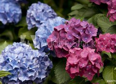 Fototapeta pltno 240 x 174, 31577329 - Bl hende Hortensie