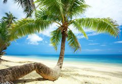 Fototapeta pltno 174 x 120, 3163784 - twisted palm