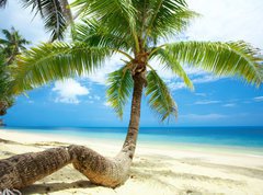 Samolepka flie 270 x 200, 3163784 - twisted palm