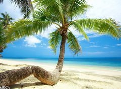 Fototapeta pltno 330 x 244, 3163784 - twisted palm